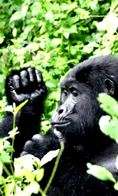 Bwindi gorilla