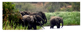 Elephants on African Safari to Uganda