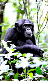 Kibale forest chimp 