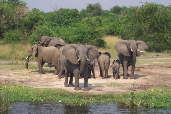 Elephant, African - Trunk - Fascinating Africa