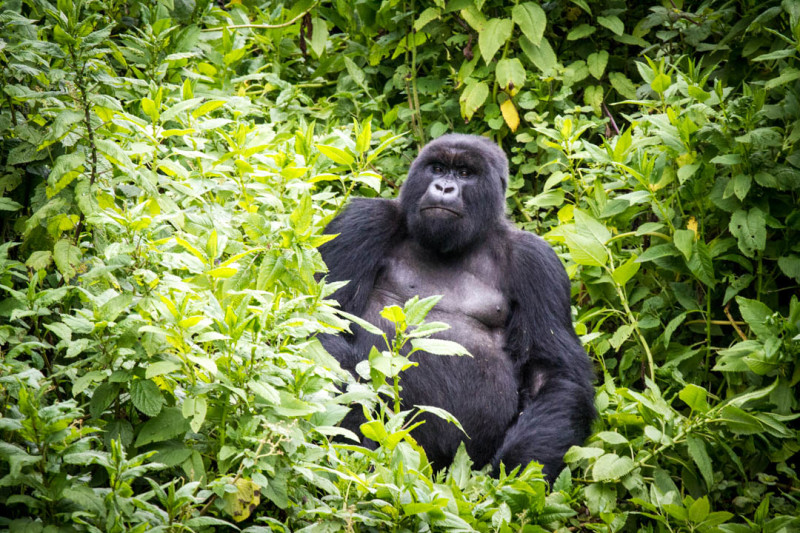 What To Know About Gorilla Tracking in Uganda | Travel 256 safari news